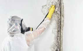 Best Mold Remediation for Healthcare Facilities in Talent, OR